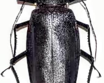 Odontolabis Lacordairei 47mm, Large Lucanid Stag Beetle, Real