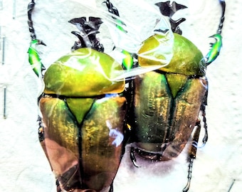 標本 France Hoplia coerulea set Real Metallic Blue Flower Beetle Hoplia Coerulea From France 標本