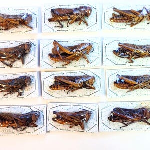 Puede incluir: Una colección de 20 saltamontes marrones fijados y expuestos en tarjetas blancas. Los saltamontes están dispuestos en filas de cuatro, con cada saltamontes mirando hacia adelante.
