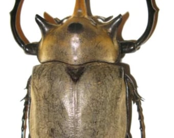1 A-1 Megasoma elephus 100+mm Mexico Rhinoceros Beetle, Real Unmounted Beetle