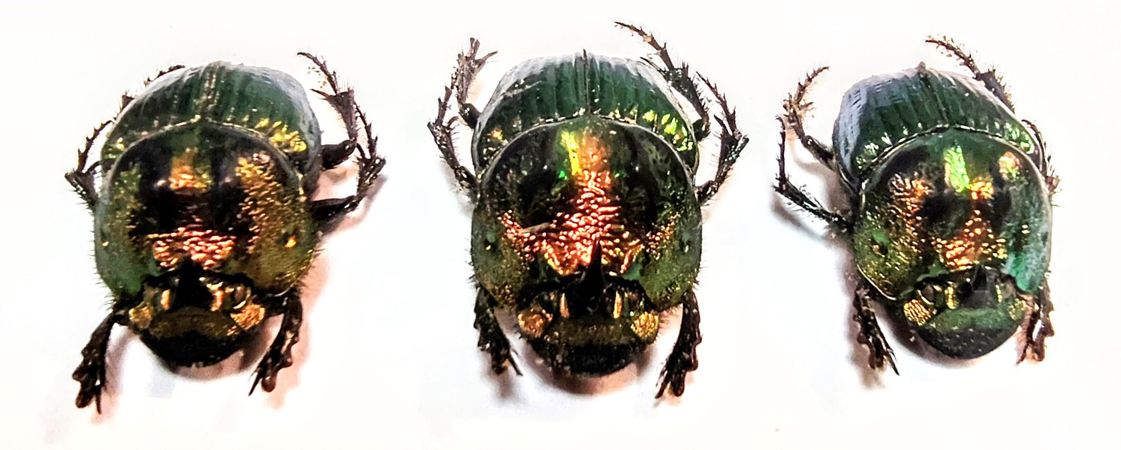 3 A-1mm Phanaeus Demon MINOR 17mm Male Scarab Beetles Green