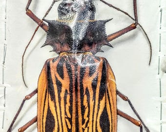 1 A-1 Batocera Una Solomon Island Male 53mm Longhorn Beetle, Real