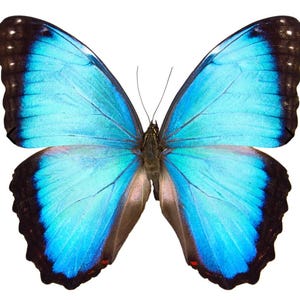 1 A-1 Morpho Helenor Blue Morpho Real Butterfly Unmounted Wings