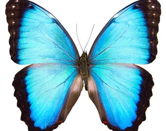 1 A-1 Morpho helenor Small/Medium size Blue Morpho Real butterfly Unmounted Wings Closed