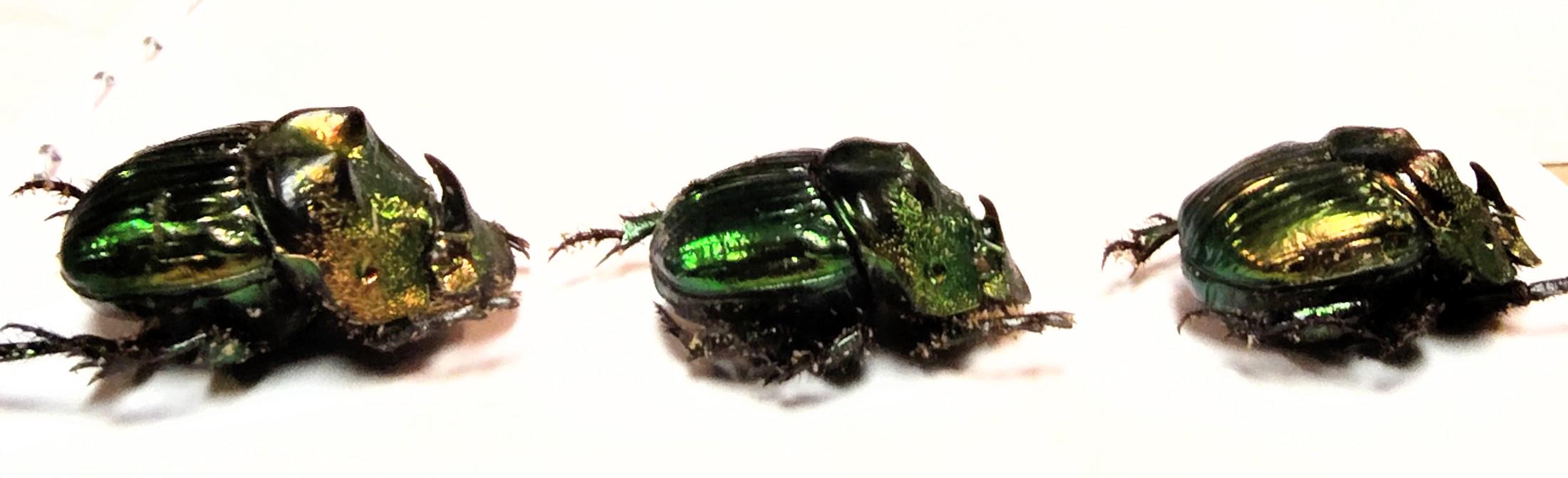 3 A-1mm Phanaeus Demon MINOR 17mm Male Scarab Beetles Green Form
