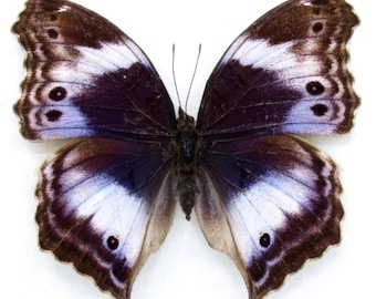 1 A-1 Salamis cytora Female Ghana Real butterfly Rare!!