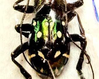 1 A-1 アプロファタ エクシミア 17 mm カミキリムシ、本物のマウントされていないカブトムシ