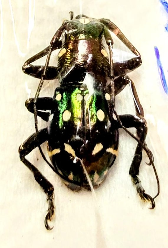 1 A-1 Aprophata Eximia 17mm Longhorn Beetle, Real Unmounted Beetle
