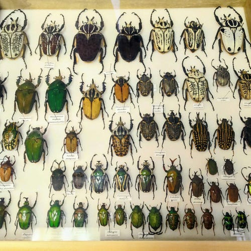 2 A-1 Mesotopus Regius 74mm Cameroon Male/female Lucanid Stag