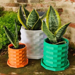 Puede incluir: Tres plantas de serpiente en maceta en macetas de diferentes colores. Las macetas están hechas de un material texturizado que se asemeja a ladrillos apilados. Las macetas son naranja, blanca y verde.