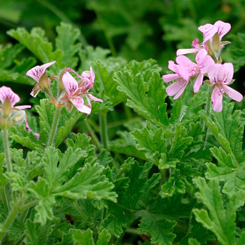 Citrus Scented Geranium Assortment Etsy