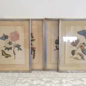 Originele vintage vlinderkleurenafdrukken, zoölogische kaartenreeks van vier ingelijste foto's.