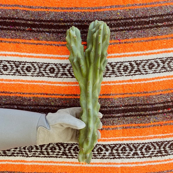Cereus peruvianus monstrose (Blue Curiosity Cactus), +1 - 2 ft Crown Cutting