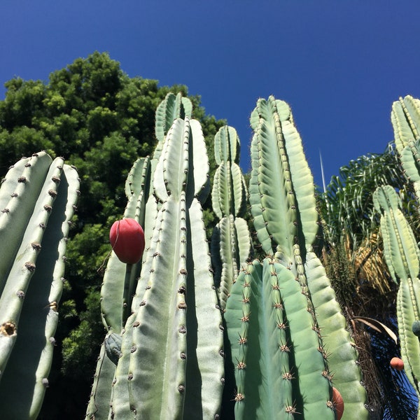 Peruvian Apple Cactus Seeds (Cereus repandus, C. peruvianus)