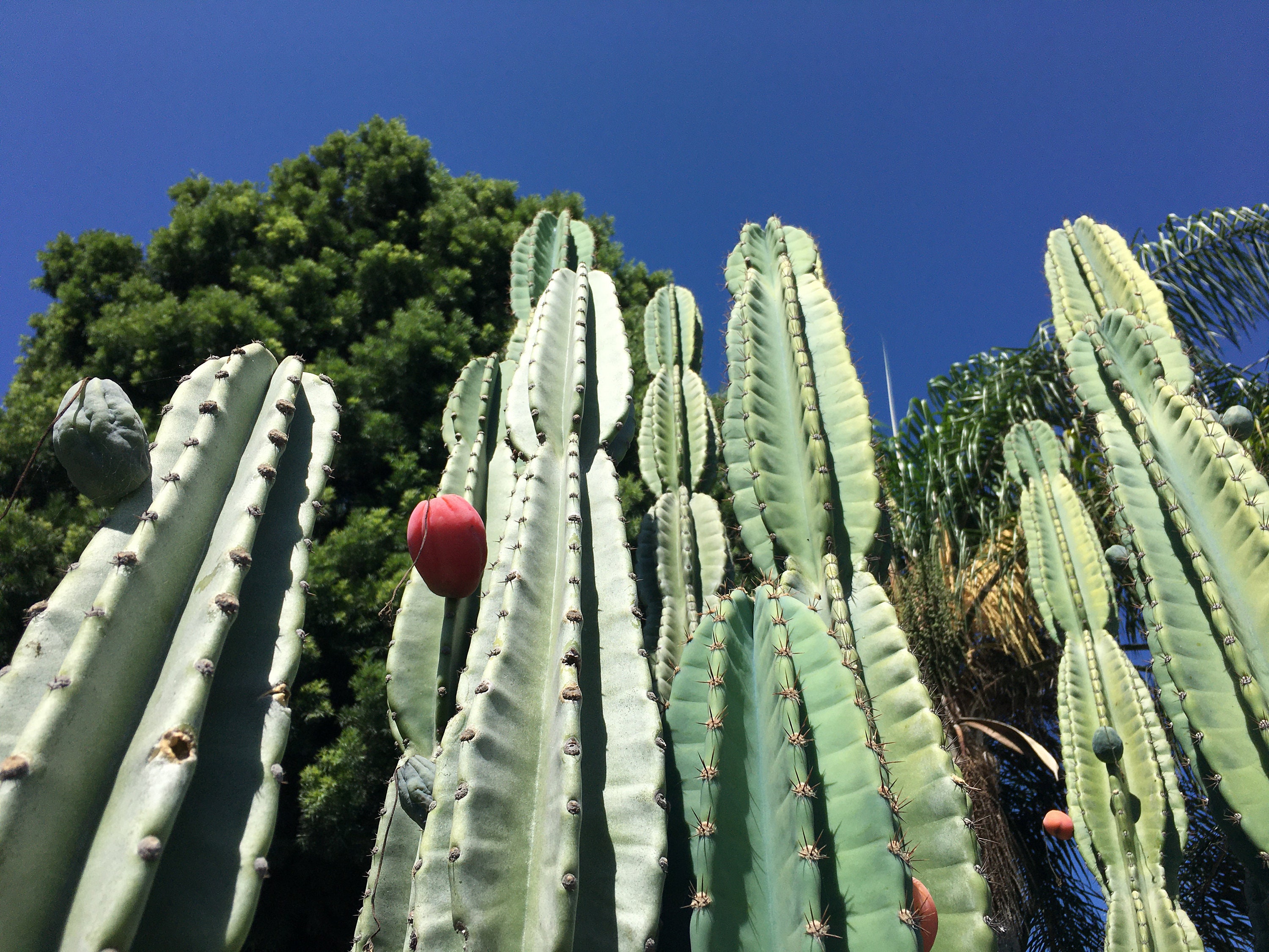 Cereus peruvianus 20 seeds Cereus peruvianus 20 seeds