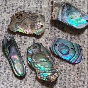 Puede incluir: Cinco conchas de abulón iridiscentes con brillo nacarado. Las conchas varían en forma y tamaño, mostrando una gama de colores que incluyen azul, verde y morado. Algunas conchas tienen agujeros y todas tienen una apariencia natural y texturizada.