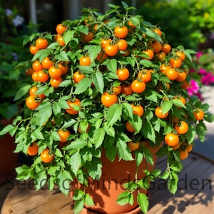 May include: A potted orange tomato plant with many ripe tomatoes. The plant is in a brown pot and is sitting on a wooden surface.