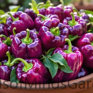 May include: A terracotta bowl overflowing with vibrant purple bell peppers. The peppers have green stems and leaves, and the image is taken outdoors in natural light. The text "SeedsonMindsGarden" is visible at the bottom.
