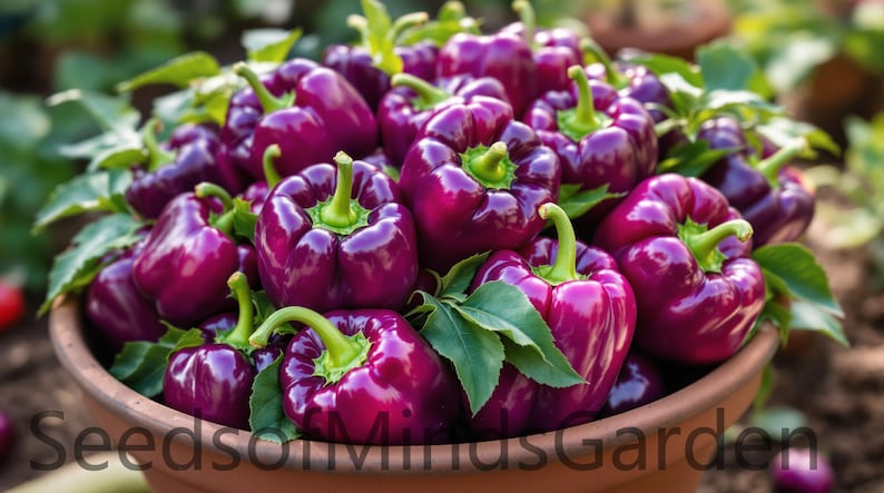 May include: A terracotta bowl overflowing with vibrant purple bell peppers. The peppers have green stems and leaves, and the image is taken outdoors in natural light. The text "SeedsonMindsGarden" is visible at the bottom.