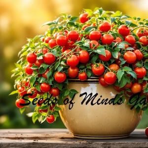 May include: A decorative ceramic pot overflowing with vibrant red cherry tomatoes and green foliage. The pot is beige and sits on a wooden surface. The text "Seeds of Minds Garden" is written on the pot.