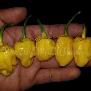 May include: Five bright yellow peppers with green stems are held in a hand against a black background. The peppers have a wrinkled texture and a unique shape. The text "SeedsofMindsGarden" is visible on the peppers.