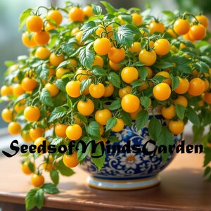 May include: A vibrant potted plant with numerous yellow cherry tomatoes. The plant has lush green leaves and is housed in a decorative blue and white ceramic pot. The text "SeedsofMindsGarden" is visible at the bottom of the image.