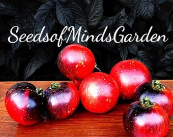 Cosmos Tomato Seeds – Rare Indigo-Black Heirloom, Sweet Balanced Flavor & Season-Long Harvests
