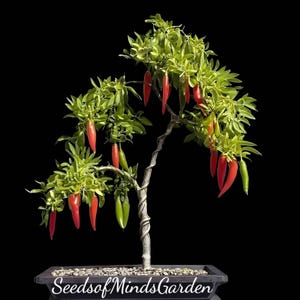 Chile De Espelette Pepper from Italy – Authentic Spicy Pepper, Gourmet Ingredient, Non-GMO, Ideal for Cooking, Organic Seasoning