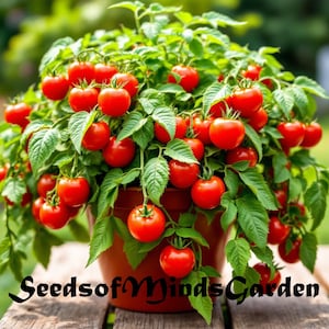 May include: A potted tomato plant with many ripe red tomatoes growing on it. The plant is in a brown pot and is sitting on a wooden surface. The text "Seeds of Minds Garden" is visible at the bottom of the image.