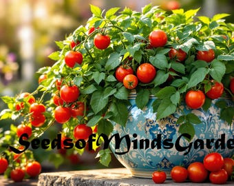 Hardin's Miniature - Micro Dwarf Tomato - Small Tomato Plants - Etsy
