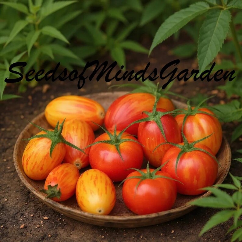 May include: A wooden plate holds a variety of ripe tomatoes. Some are red, others are striped with orange and yellow. Green stems and leaves are attached to the tomatoes. The text "SeedsofMindsGarden" is written in black cursive.