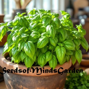 May include: A close-up of a potted basil plant with lush green leaves. The pot is brown and has the text "Seeds of Minds Garden" on the front.