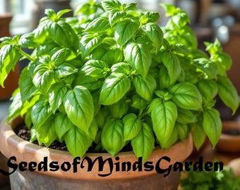 Large Leaf Italian Basil Seeds – Sweet Aromatic Heirloom Herb for Pesto, Pasta - Salads – Easy to Grow Garden or Indoor Plant- Non-GMO