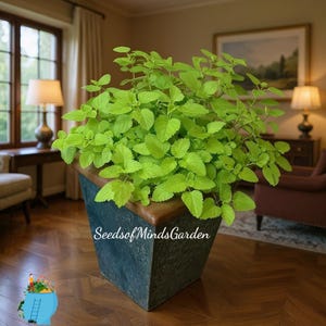 May include: A vibrant green plant with bright leaves fills a square, weathered-looking planter. The planter has a dark blue exterior and a brown rim. The text "Seeds of Minds Garden" is visible on the planter. The plant is indoors, with a window and lamps in the background.