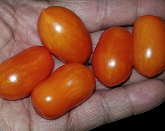Laura #5 Micro Dwarf Tomato Seeds