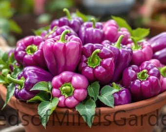 50 Purple Lilac Heirloom Bell Pepper Vegetable Plant Seeds Flowers Rare  Colorful Fall Garden - Etsy