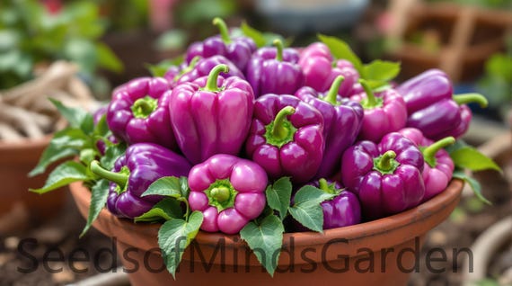 Lilac Bell Pepper Seeds – Sweet Purple Bell Pepper | Non‑GMO Heirloom Garden Seeds | Colorful No‑Heat Pepper for Containers & Raised Beds