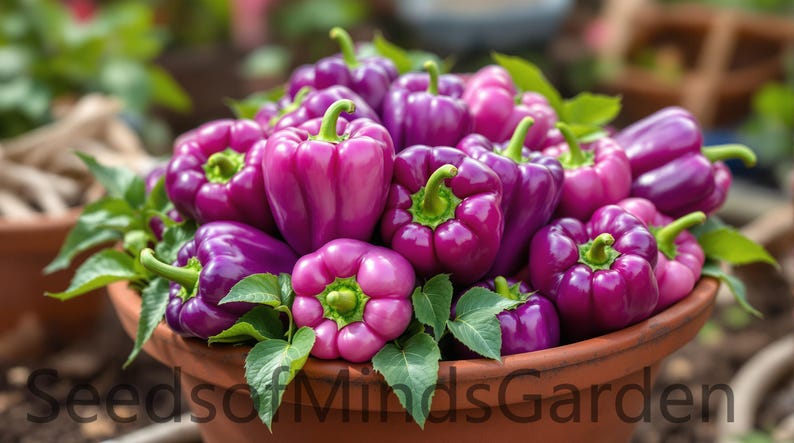 May include: A terracotta pot overflowing with vibrant purple bell peppers. The peppers have a glossy sheen and are interspersed with green leaves. The image is a close-up, showcasing the peppers' texture and color. The text "Seeds of MindsGarden" is at the bottom.