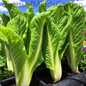 May include: Close-up of three green leafy vegetables growing in a garden bed. The vegetables have long, white stalks and are surrounded by dark brown soil.