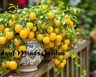 Lemon Sherbert Micro Dwarf Tomato Seeds