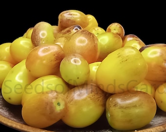 Golden Hour Tomato Seeds: Organically Grown Micro Dwarf Variety