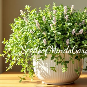 May include: A lush green plant with small pink flowers in a white, ribbed ceramic pot. The plant is on a wooden surface, with the text "Seeds of MindsGarden" in white script. The background is a soft, neutral color.