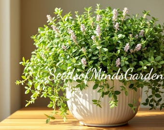 Organic Italian Oregano – Authentic Dried Oregano Leaves, Mediterranean Culinary Herb, Natural Herbal Seasoning for Cooking