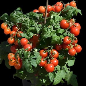 May include: A potted tomato plant with many ripe red tomatoes growing on the vines. The plant is in a black pot and the tomatoes are clustered together.