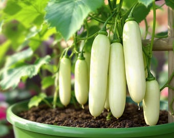 White Wonder Cucumber Seeds Heirloom Non-GMO Vegetable Variety