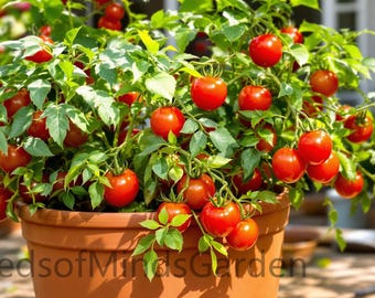 Bonsai Micro Dwarf Tomato Seeds, 20cm/8