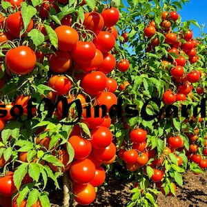 May include: A field of tomato plants laden with ripe red tomatoes. The plants are staked and growing tall, with many tomatoes visible on each plant. The text "Seeds of Mind's Garden" is visible in the center of the image.