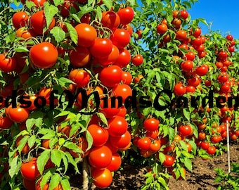 Omar’s Lebanese Tomato Seeds – Heirloom, Sweet, Juicy,  for Slicing and Sandwiches  (Limited)