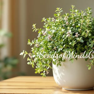 May include: A lush green plant with small, light pink flowers in a white ceramic pot. The plant sits on a wooden table, with the text "SeedsofMindsGarden" in white script. The background is blurred, suggesting a natural setting.