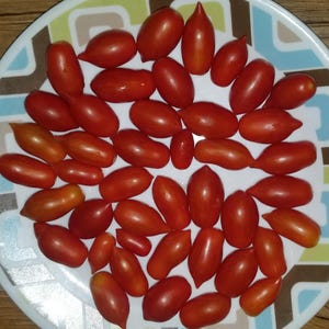 May include: A plate filled with ripe, red Roma tomatoes. The tomatoes are oval-shaped with a pointed end, and vary slightly in size. The plate has a white background with a colorful geometric pattern around the rim.